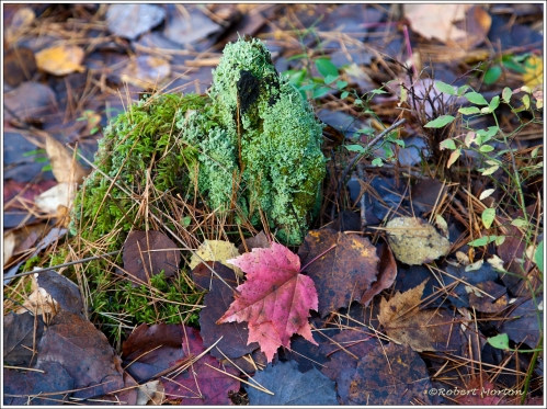 Moss and Leaves