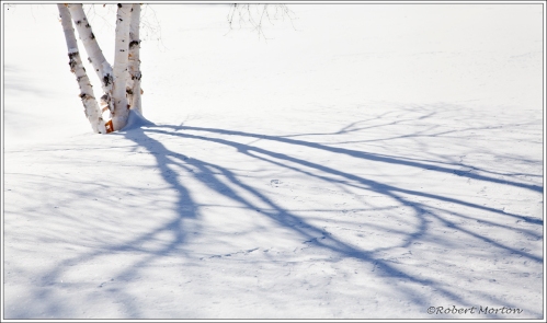 Birch Shadows