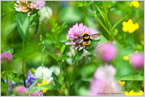 Clover Bee