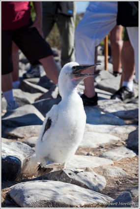 Blue Foot Booby Mother and Chick
