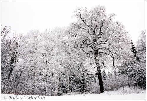 winter-tree